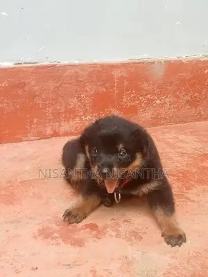 Rottweiler Puppies