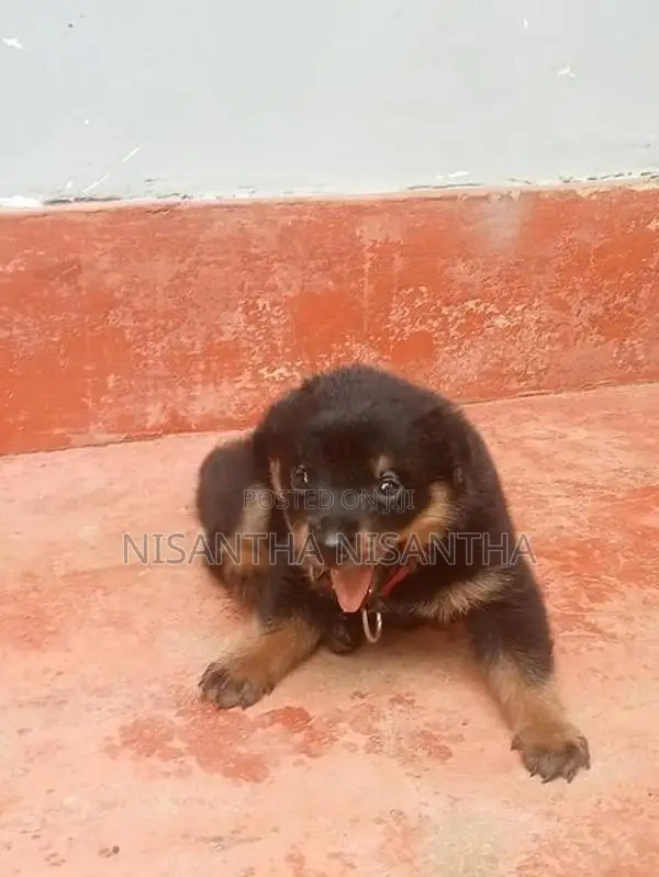 Rottweiler Puppies
