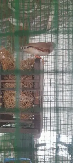 Finchers