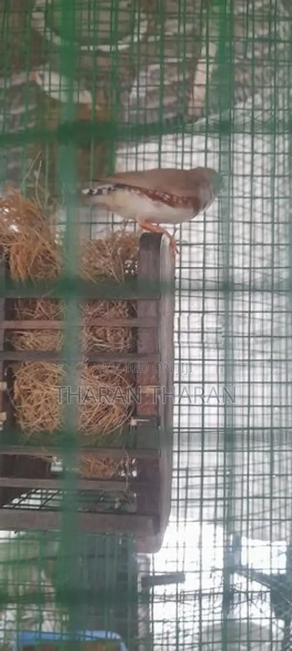 Finchers