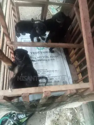 Rottweiler Puppies