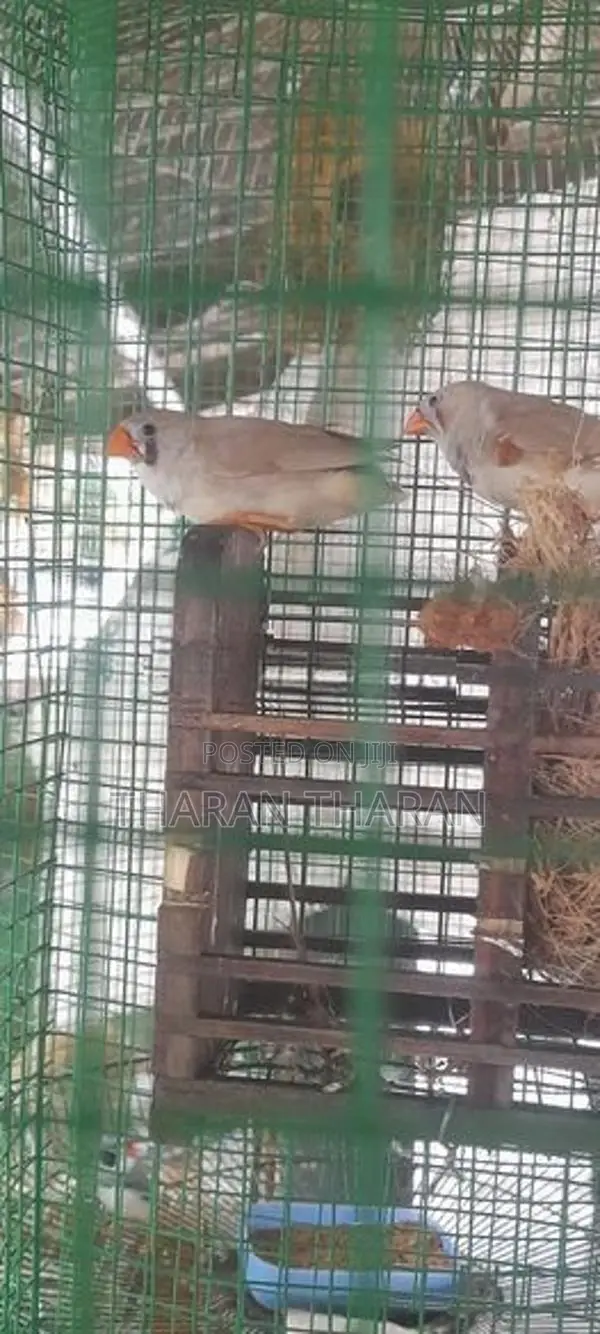Finchers