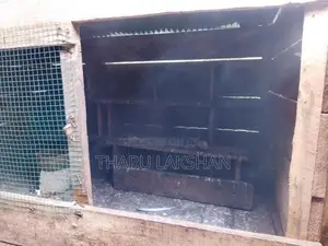 Pigeon Cage