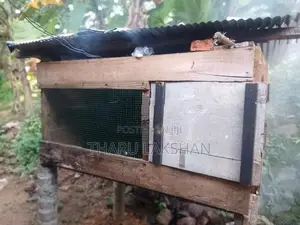 Pigeon Cage