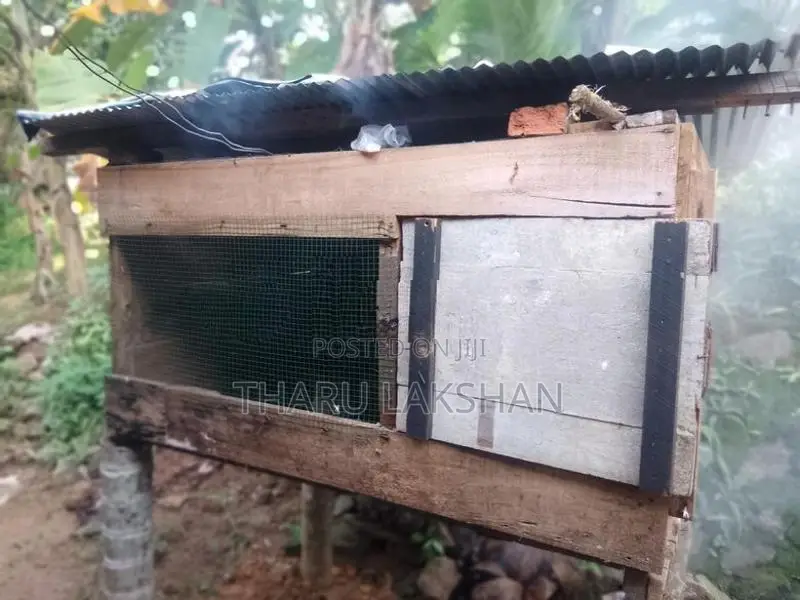 Pigeon Cage
