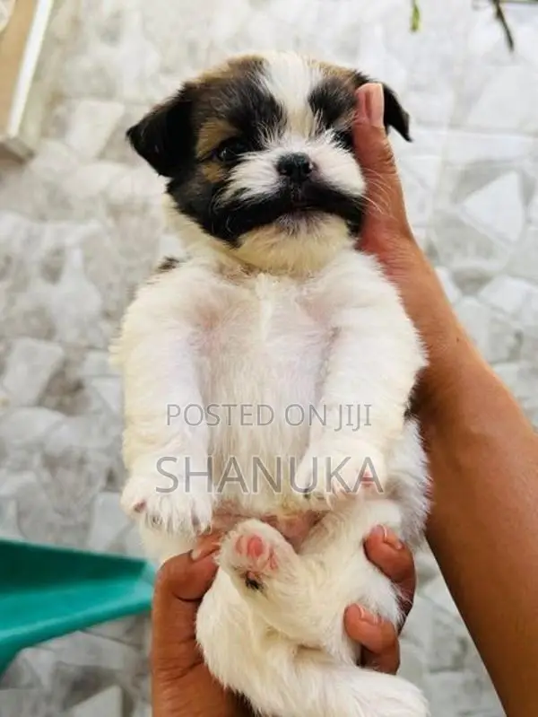 Shih Tzu Puppy
