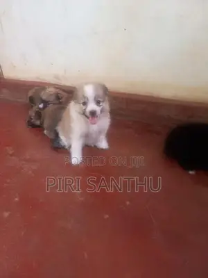 Lion Pomeranian Puppies