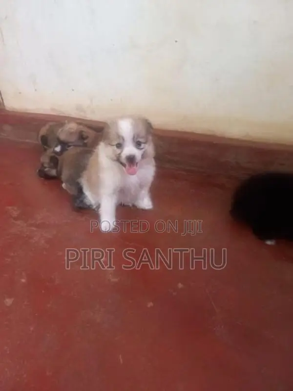 Lion Pomeranian Puppies