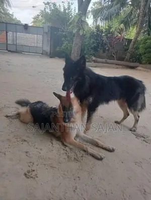 ஜெர்மன் ஷெப்பர்ட்