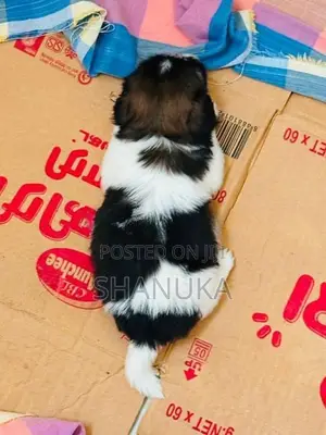 Shih Tzu Puppy