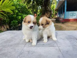 Lion Pomeranian Puppies
