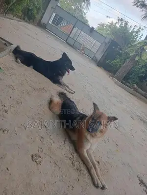 ஜெர்மன் ஷெப்பர்ட்