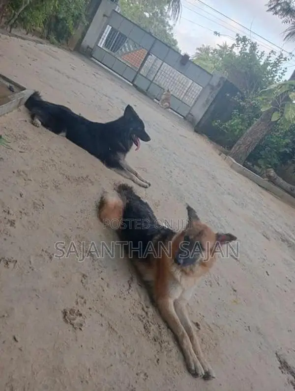 ஜெர்மன் ஷெப்பர்ட்