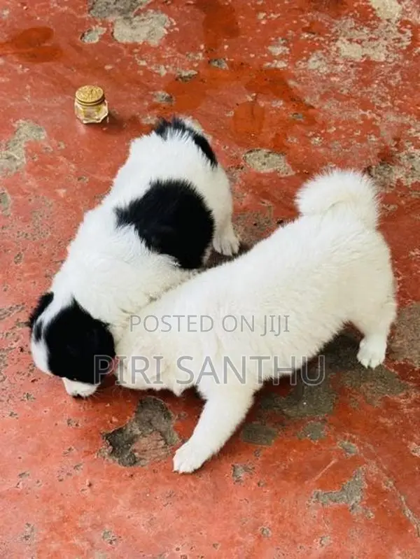 Lion Pomeranian Puppies