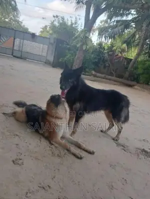 ஜெர்மன் ஷெப்பர்ட்