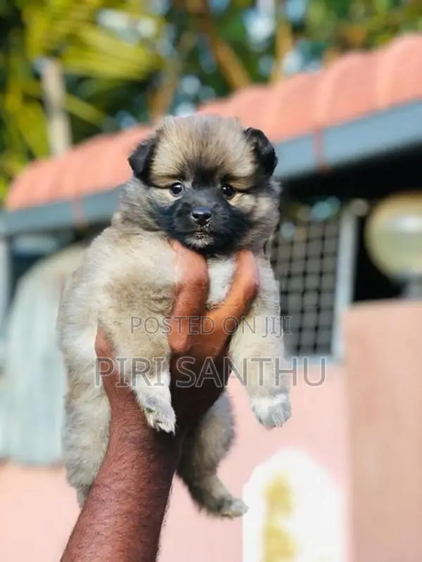 Lion Pomeranian Puppies