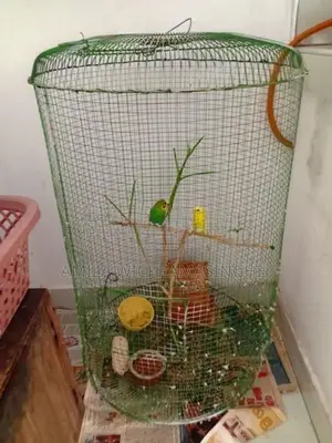 Love Birds