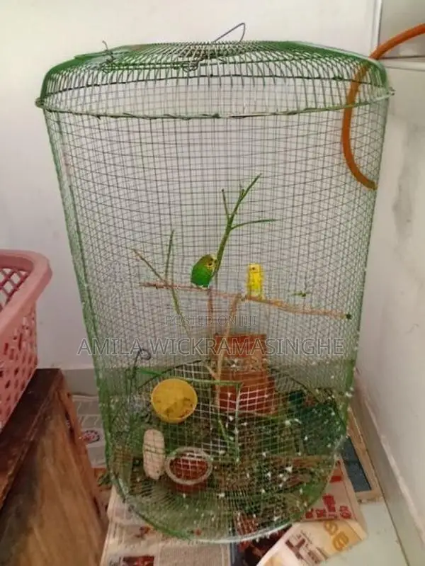 Love Birds