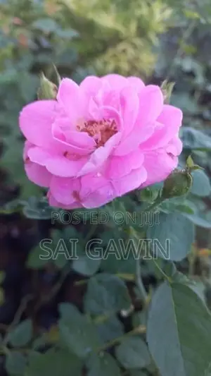 ஊர் ரோஸ்