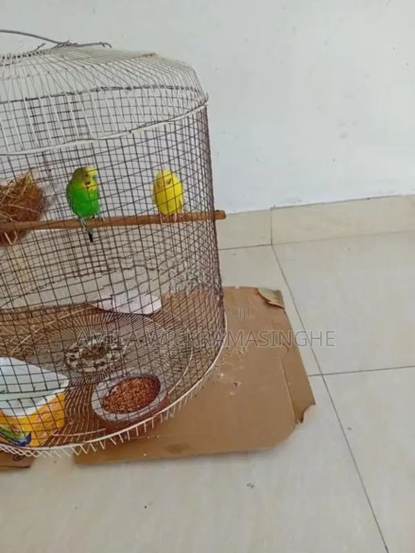 Love Birds