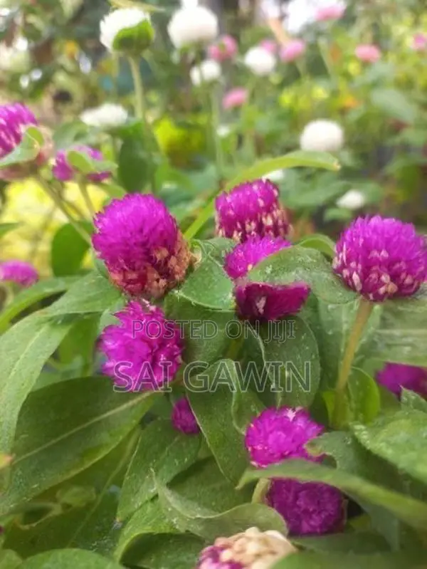 வாடாமல்லி