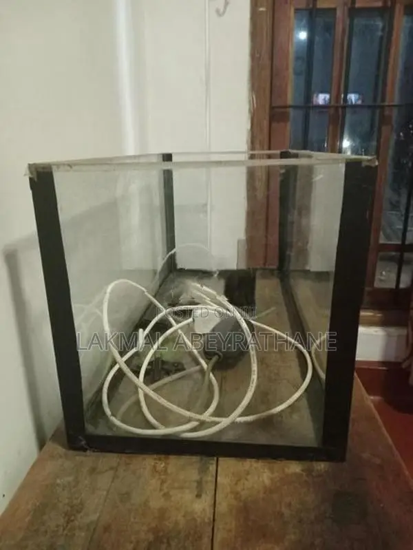 Fish Tank