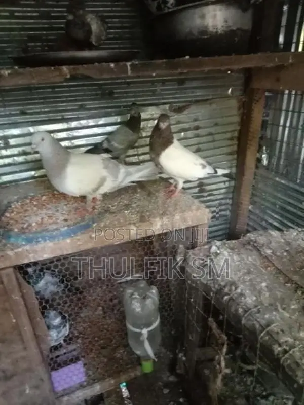 Pigeon