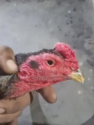 Rooster