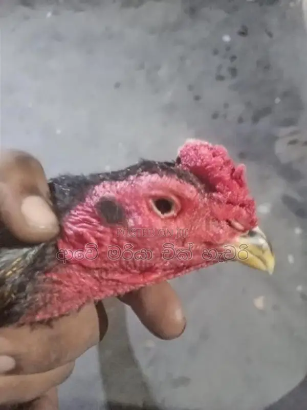 Rooster