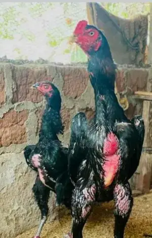Rooster