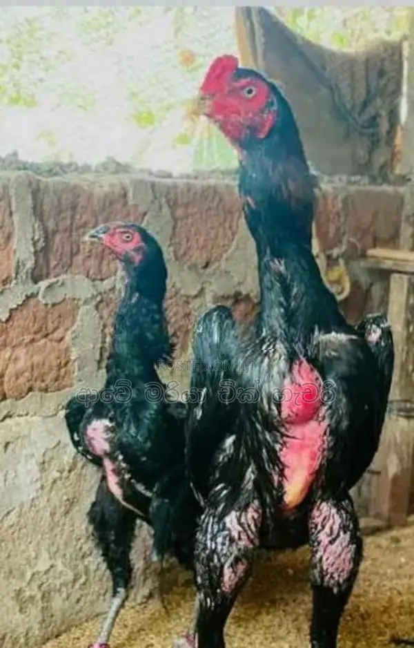 Rooster