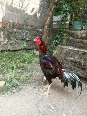 Rooster