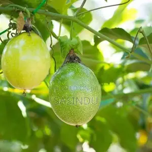 Passion Fruit