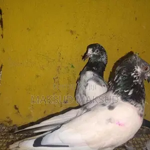 Pigeon