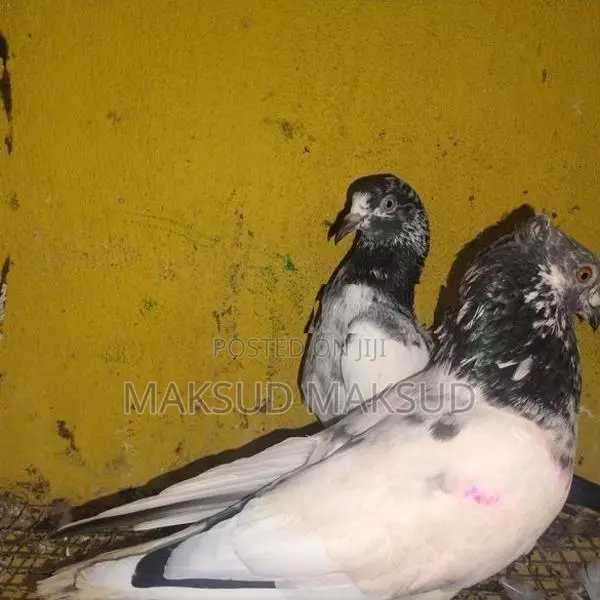 Pigeon