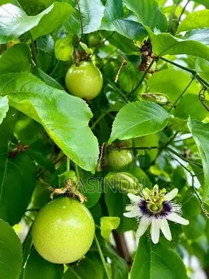 Passion Fruit