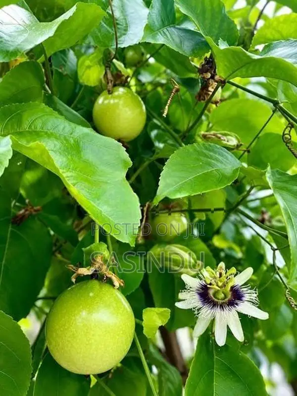 Passion Fruit