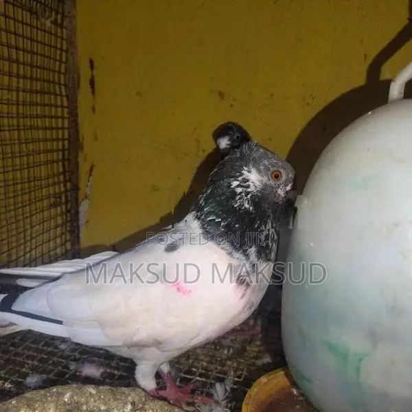 Pigeon