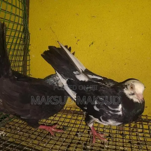 Pigeon