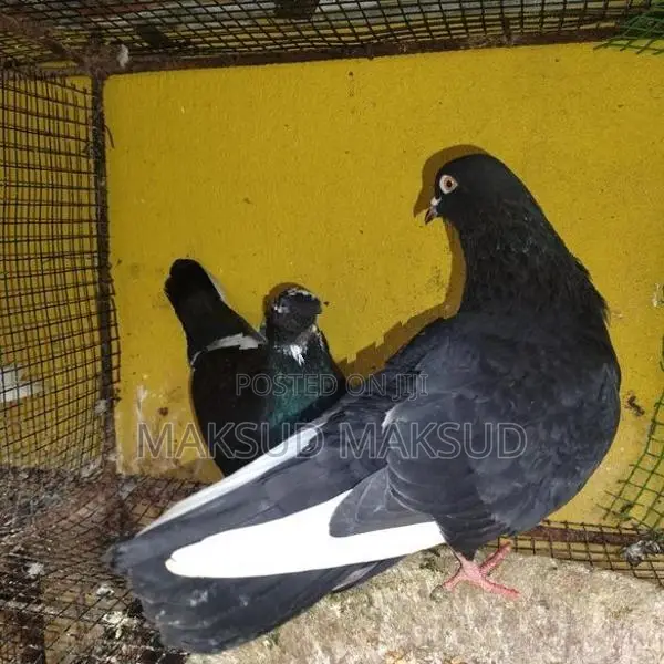 Pigeon