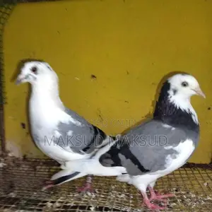 Pigeon