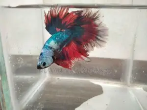 Fighter Fish