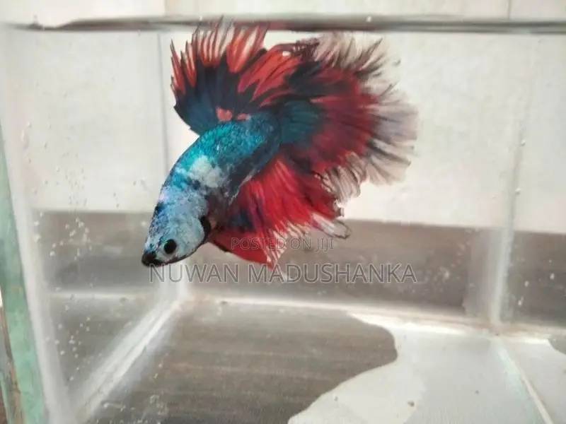 Fighter Fish