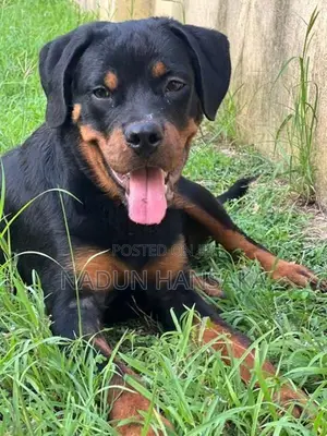 Rottweiler Dog