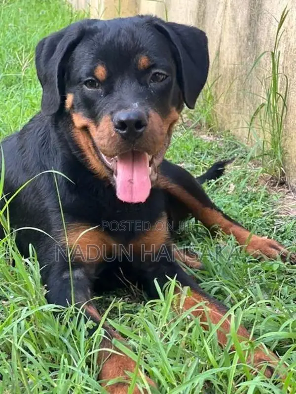 Rottweiler Dog