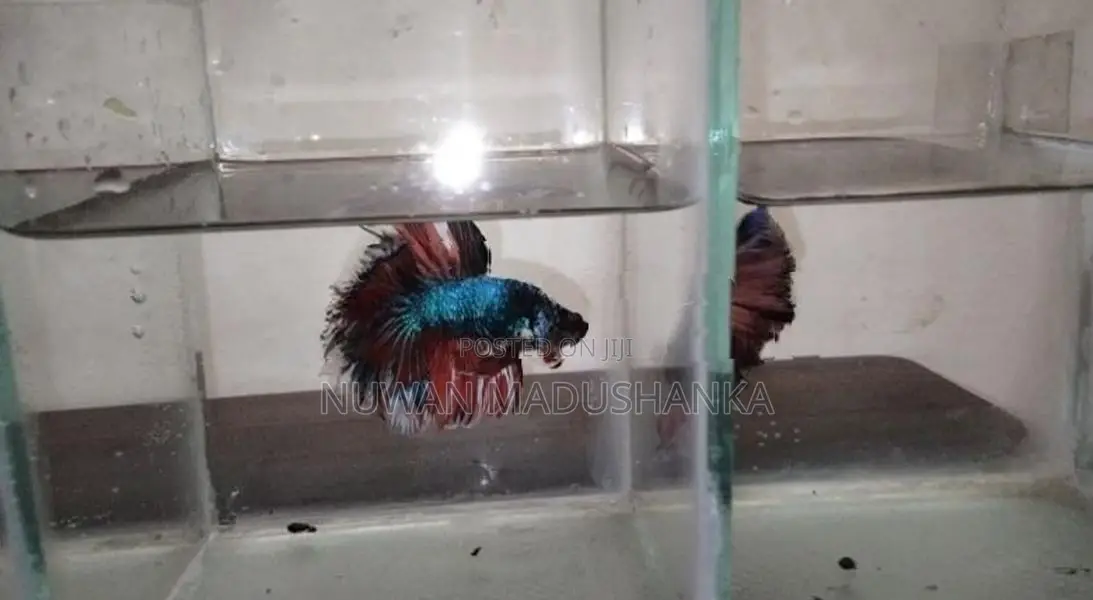 Fighter Fish