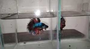 Fighter Fish