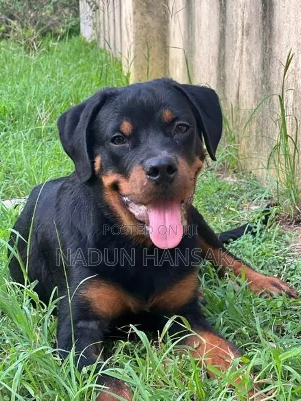 Rottweiler Dog