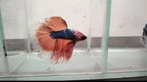Fighter Fish