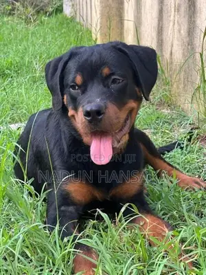 Rottweiler Dog